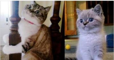 She Went From An Innocent Kitten To A Character Her Family Wasn't Prepared For..