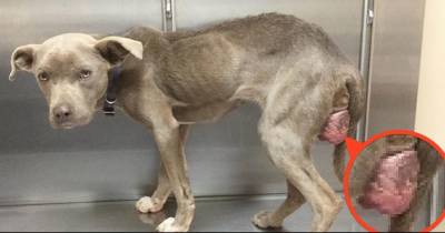 They Thought This Dog Hated People. But This Vet Proves Something When He Enters The Dog&rsquo;s Cage.