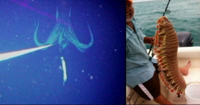Images That&rsquo;ll Make You Think Twice Before Going In The Ocean