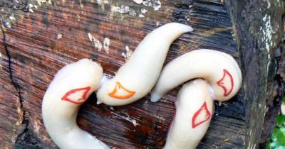 If You See One Of These Inside Your House, You May Have A HUGE Problem On Your Hands.