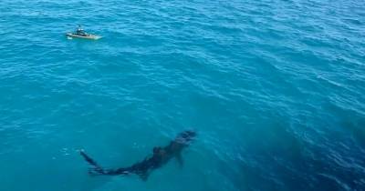 The Kayaker Was Having A Lovely Day, Until This Guy Showed Up... YIKES!