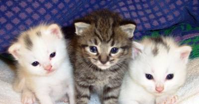 We Explain 6 Popular Phrases That Use The Word &ldquo;Cat&rdquo;