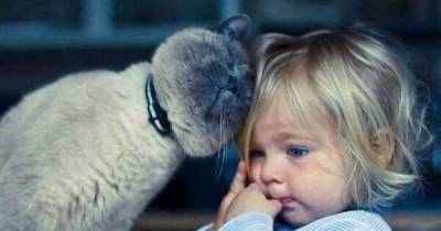 What These Cats Did Will Melt Your Heart