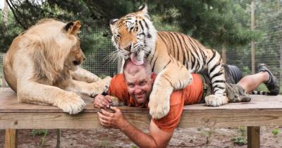 Watch Big Cats Do What Little Cats Do