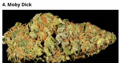 Medical Marijuana Could Be The Answer For So Many People Dependent On Prescription Drugs.