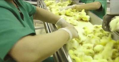 OMG! How New Born Chicks Are Treated On The First Day Of Their Lives.