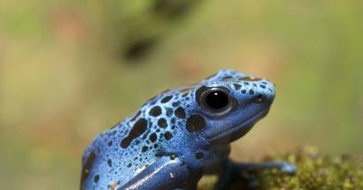 The Most Dangerous Creatures Ever Found In The Amazon Rainforest