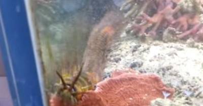 Man Finds Metre-Long Bristle Worm That's Been Hiding In His Fish Tank For 2 Years