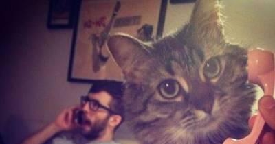 Voicemail Greetings Cats Would Record