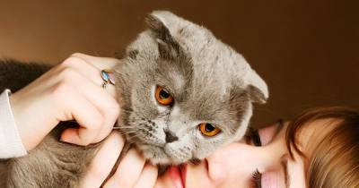Reasons Why We Love The Scottish Fold Breed