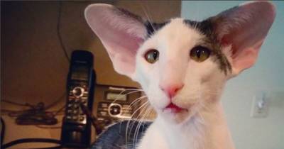 Meet Dobby Cat, The World&rsquo;s Cutest House Elf