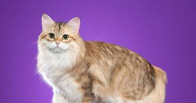 Who&rsquo;s That Cat? The Siberian Forest Cat: From Russia With Love