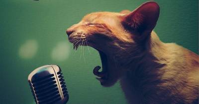 What Could Better Than Cats & Dogs Covering Your Favorite Songs?