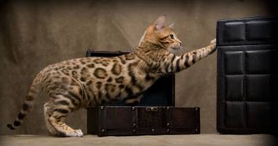 Reasons The Bengal Is More Than Just A Wild Child
