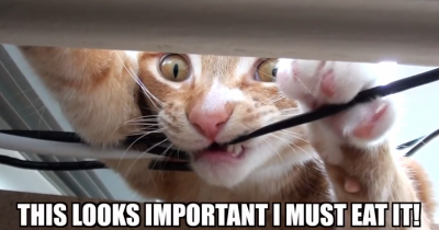 6 Math Problems That Cat Logic Easily Solves