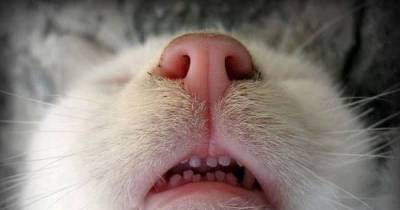 6 Signs That Your Cat Might Have Dental Disease
