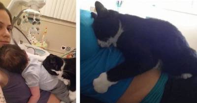 A Kitty Has Been Guarding Her Little Human In Tummy Since Before He Was Born.