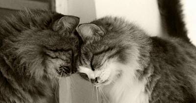 Hugging Stray Cats Got Me Through My Divorce