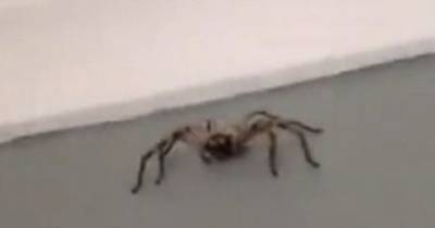 This Is Why It's NEVER A Good Idea To Film A Huntsman Spider Close-Up