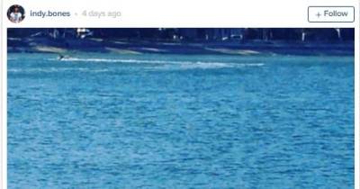 Bizarre Moment-Man Takes Snake For Swim In The Ocean - While Sipping A Bottle Of Beer