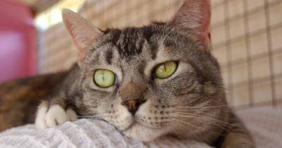 What&rsquo;s That Cough? The Facts About Lung Problems In Cats