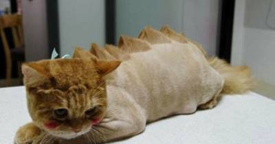 Dinosaur Cats Get Prehistoric Haircuts And Accessories
