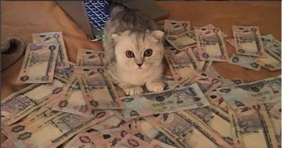 &ldquo;Cash Cats&rdquo; Are Showing Off Mad Money on Instagram