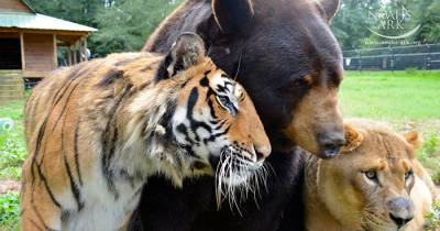 Bear, Lion And Tiger Brothers Haven&rsquo;t Left Each Other&rsquo;s Side For 15 Years