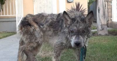 The Vets Saved This Dog That Was Starving. But It&rsquo;s Not A Normal Dog.