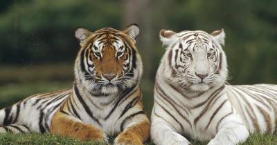 The Deadliest Big Cats In The World