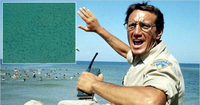 Tens of Thousands of Sharks Spotted Uncomfortably Close to Beaches
