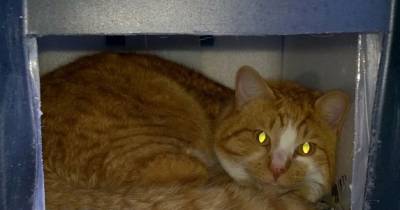 Man Built A Shelter For Neighbor's Cat, This Is What He Found