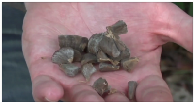This Is Why 'The Devil's Breath' Is The Scariest Drug