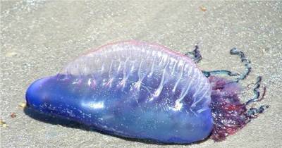 If You See THIS On The Beach, Run Far Far Away