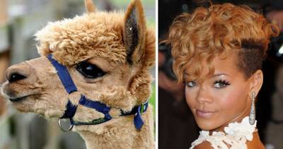 Celebrities Looking Very Similar To Animals