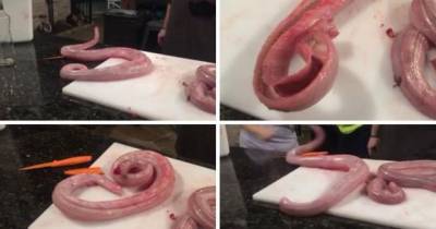 Crazy Moment Skinned And Gutted Snake Comes Back To Life