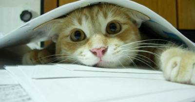 What You Need to Know About Parasites in Cats