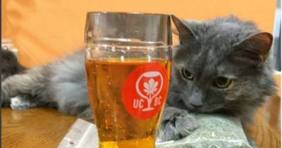 Drunk Cats Are Slouching All Over Social Media