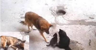 Mother Cat Introduces Her Kittens to a Very Surprising Old Friend