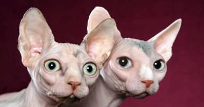 The Bald and Beautiful Sphynx Cat
