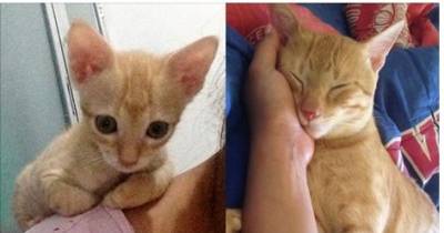 Orphaned Kitten Walked Up To Woman Meowing To Be Taken Home. She Didn't Even Have A Chance!
