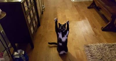 The Internet Is Freaking Over This Cat. The Reason Why Is Hilarious