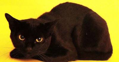 Reasons To Love The Beautiful Black Bombay Cat