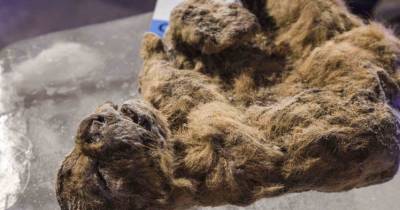 Scientists Want To Clone Tiny Lion Cubs From The Ice Age