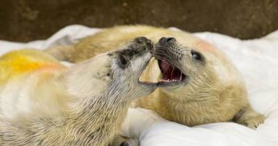 Seal Pups Abandoned On UK Beach Are The First Twins Of Their Kind Ever Discovered