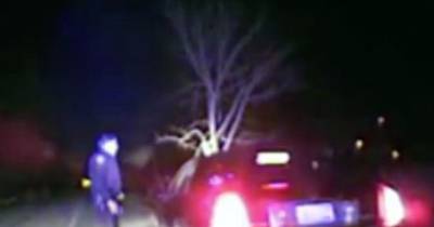 Police Pull Over Suspected Drunk Driver After Spotting 15ft Tree Sticking Out Of The Car Bonnet