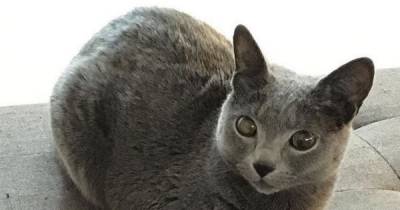 Curl Up With The Cat Loaves Of Instagram