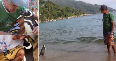 Penguin Travels 5,000 Miles Every Year To Visit The Human That Saved His Life