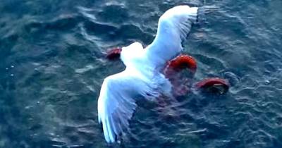 Octopus Drags Seagull Down Right In Front Of Kids Who Were Feeding It. Welcome To The Beach.