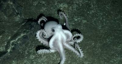 This Adorable, 'Ghostlike' Octopus May Be A New Species